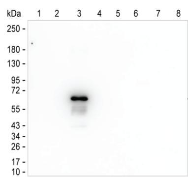 Human IgG3